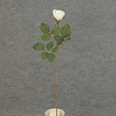 ROSE STEM LARGE BUD 26"  CREAM/WHITE