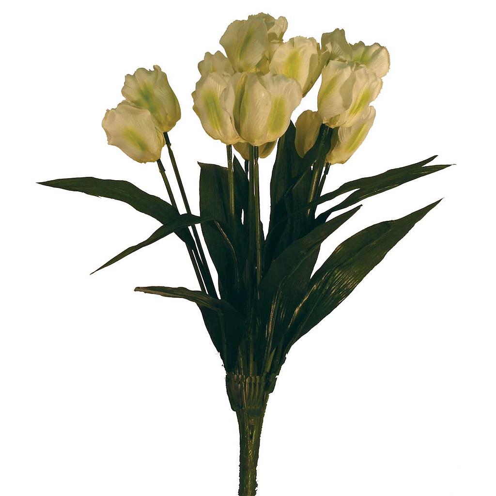 TULIP BUSH X12  CREAM/WHITE