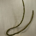 70" VINE MOSSY