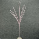 34" BUBBLEBERRY SPRAY PINK