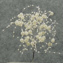 PEARL BEAD SPRAY PICK 6" IVORY