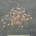 PEARL BEAD SPRAY PICK 6"  PINK