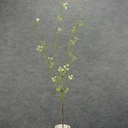FLOWERING TWIG 42" CREAM/GREEN