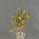 14" FORSYTHIA MIX BUNDLE X6