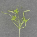 30" BUTTERFLY GRASS SPRAY LIGHT GREEN