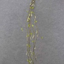 54" FLOWERING TWIG GARLD H.WRAP  CREAM