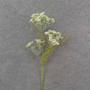 26" QUEEN ANNES LACE STEM CREAM