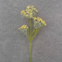 QUEEN ANNES LACE STEM 26" YELLOW