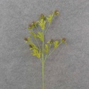THISTLE SPRAY X8 28" PINK/GREEN HANDWRAPPED