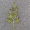 THISTLE SPRAY X8 28" PURPLE HANDWRAPPED