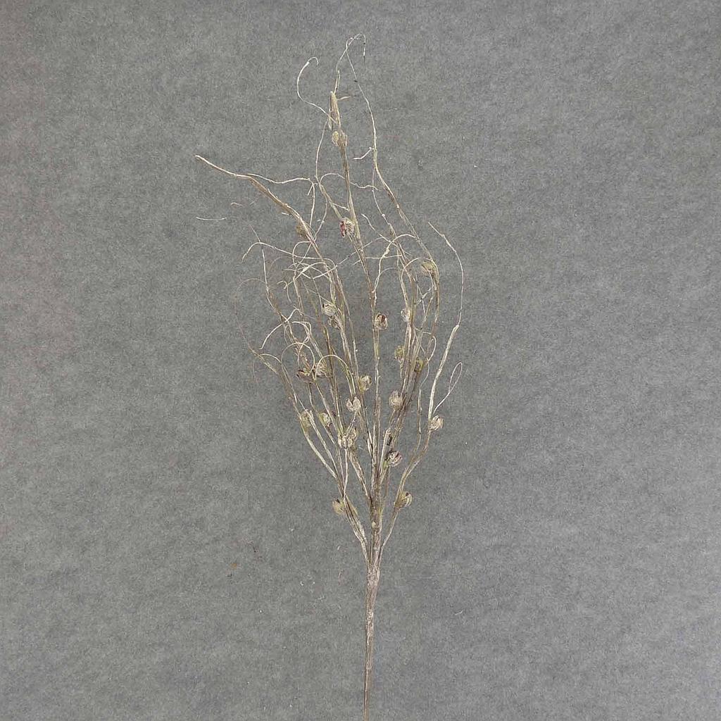 40" TWIG SPRAY W/BUDS X7 WHITE/GREEN