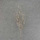 40" TWIG SPRAY W/BUDS X7 WHITE/GREEN