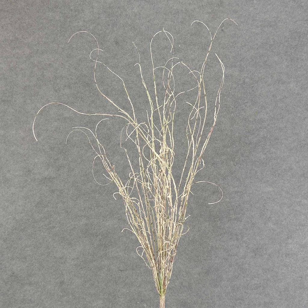 TWIG SPRAY CURLY 30" WHITE/GREEN
