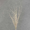TWIG SPRAY CURLY 30" WHITE/GREEN