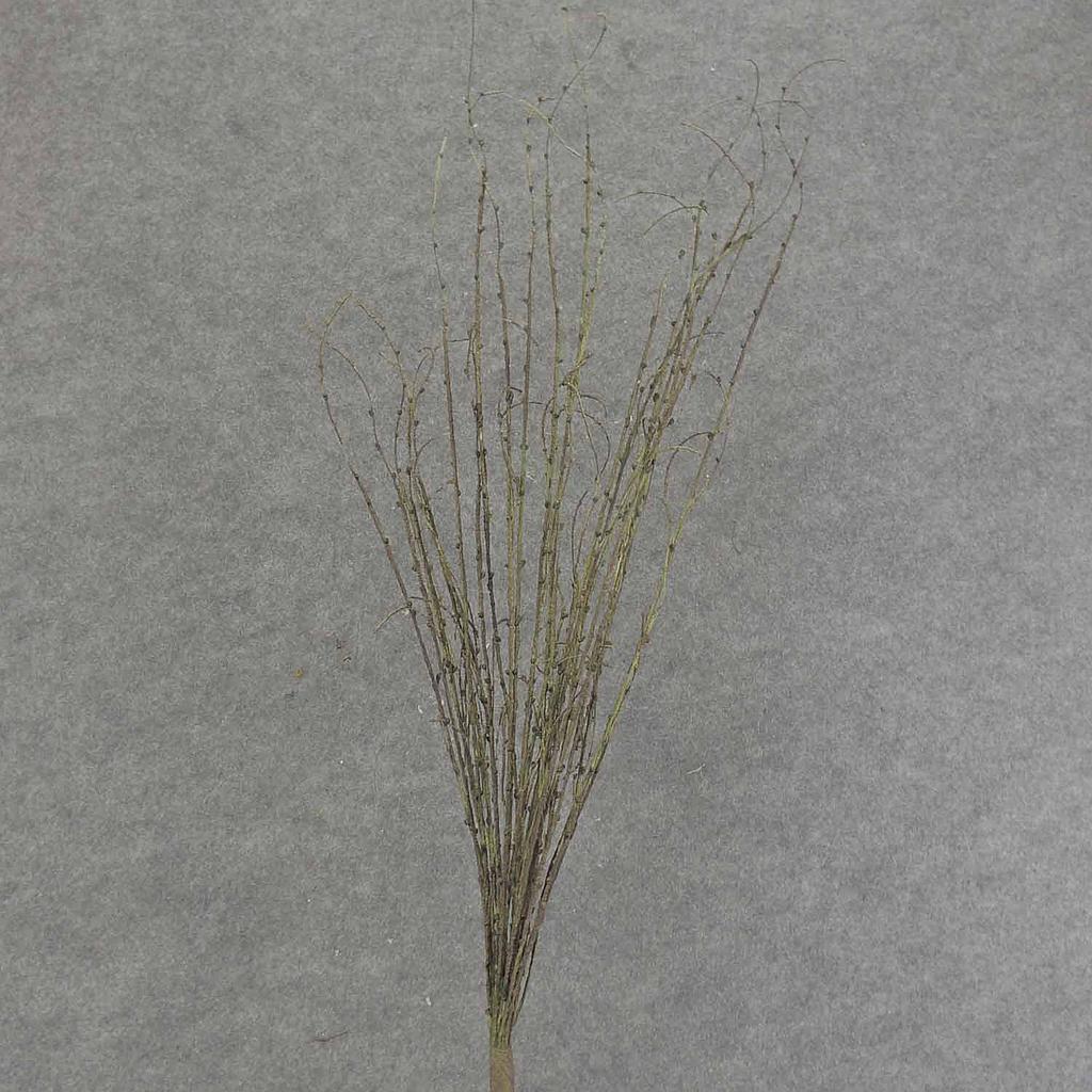 TWIG SPRAY 31" W/BUDS DARK GREEN