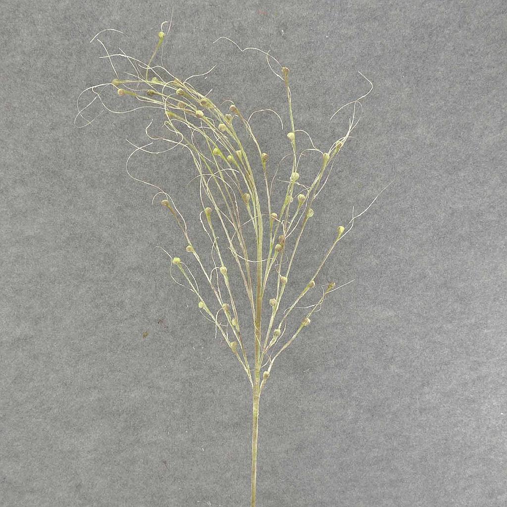 34" TWIG SPRAY W/BUDS