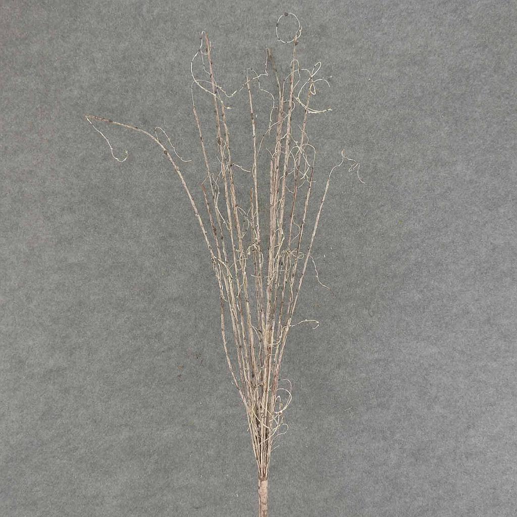 TWIG SPRAY W/BUDS 43"