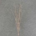 TWIG SPRAY W/BUDS 43"