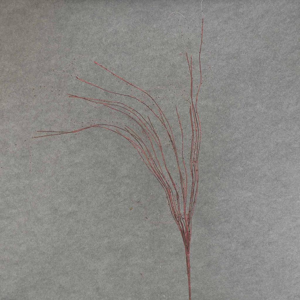 45" TWIG SPRAY W/BUDS RED