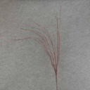 45" TWIG SPRAY W/BUDS RED