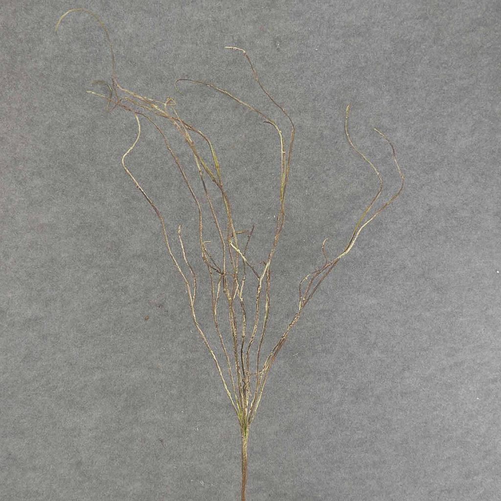 38" TWIG SPRAY X9 BROWN/GREEN