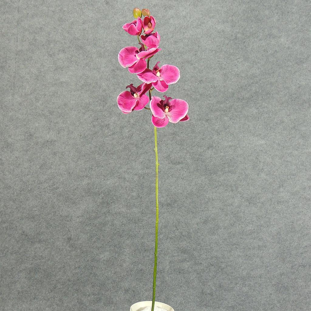 PHALAENOPSISx9 SPRAY 32" BEAUTY
