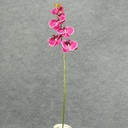 32" PHALAENOPSISx9 SPRAY BEAUTY
