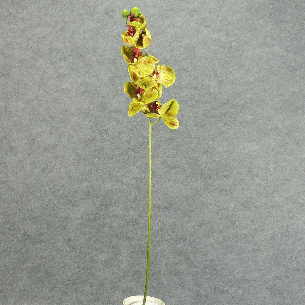 PHALAENOPSIS X9 SPRAY 32" GREEN
