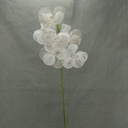 35" PHALEANOPSIS W/PEARLS & MICA
