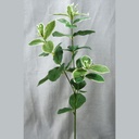 PITTSPORUM SPRAY X3 W/40 LVS (6/BAG)