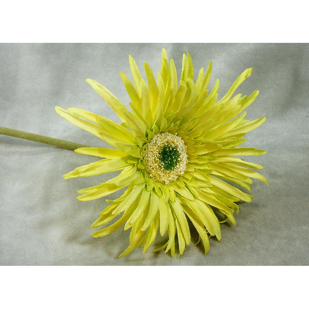 [SB381-LGN] 25" GERBERA SPIDER DAISY STEM LIGHT GREEN
