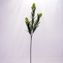 26" STAR FLOWER GRASS SPRAY (6/BDL) GREEN