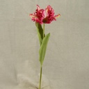 TULIP PARROT SPRAY 18" W/2 LVS  BEAUTY