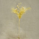 11" PEARL/FEATHER PICK (6/BAG) YELLOW