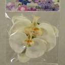 FLOATING PHALAENOPSIS BLOOMS (2/BAG)   CREAM
