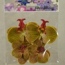 FLOATING PHALAENOPSIS BLOOMS (4/BAG)   GREEN