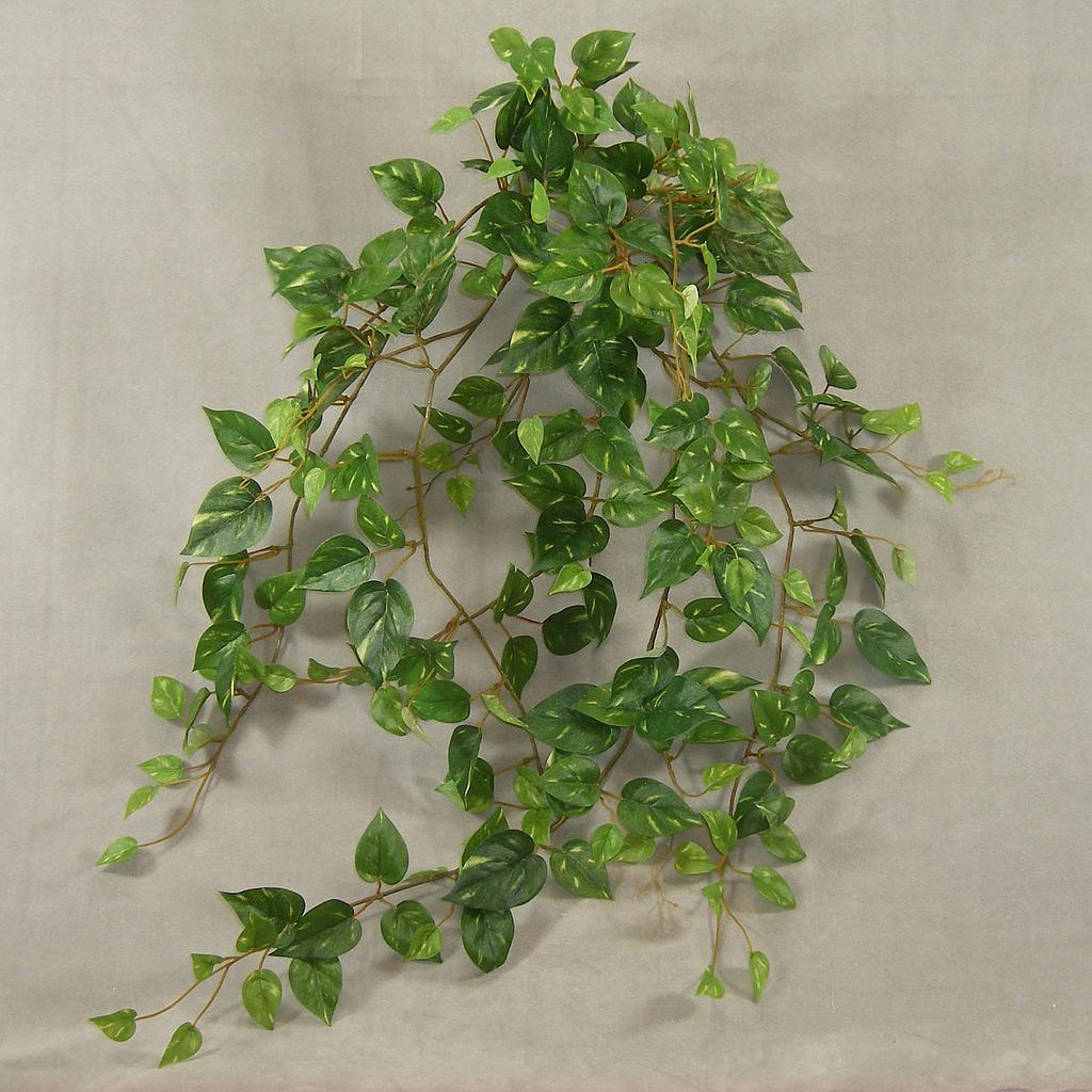 POTHOS MINI HANGING BUSH W/241 LVS