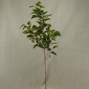 FICUS SPRAY X3 34" W/106 LVS VARIGATED