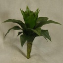 ALOE PLANT/BUSH 12"