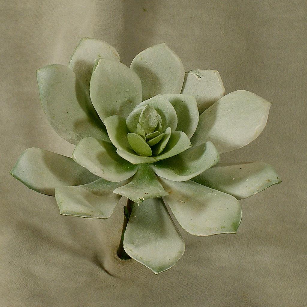 5" SUCCULENT (HEN&CHICKEN PICK