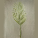 PALM PHOENIX SPRAY X1 41" PLASTIC