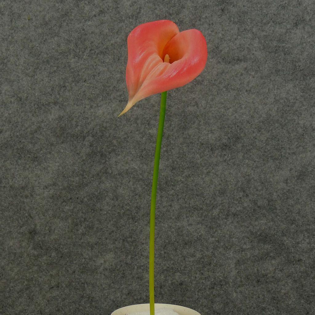 16" CALLA LILY MEDIUM STEM BEAUTY/PINK