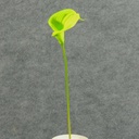 CALLA LILY MEDIUM  16" STEM  GREEN