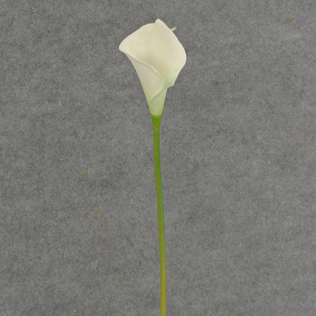 CALLA LILY SMALL  14" STEM  CREAM