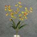 23" ORCHID MINI CYMBIDIUM BUSH X5 GREEN