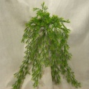 31" SPRINGERI BUSH VINE