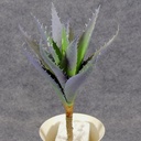 CACTUS/SUCCULENT PLANT  PURPLE/GREEN
