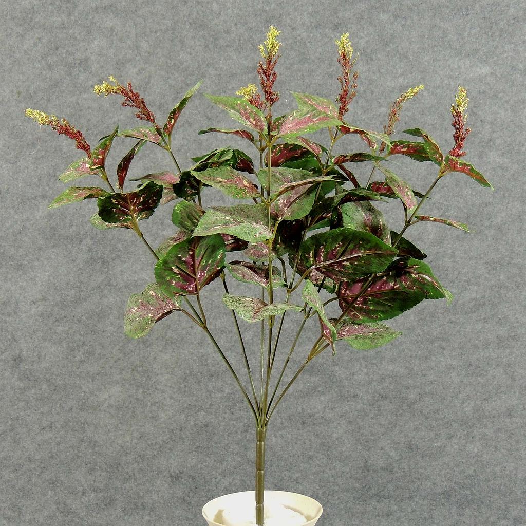 [SB5055] 18" COLEUS BUSH X7 W/56 LVS