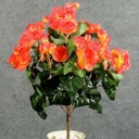 BEGONIA BUSH X14    ORANGE
