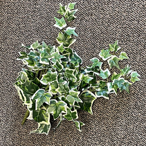 IVY ENGLISH BUSH X12   GREEN/VARIEGATED
